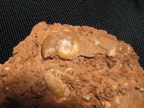 Ammonite con apthycus