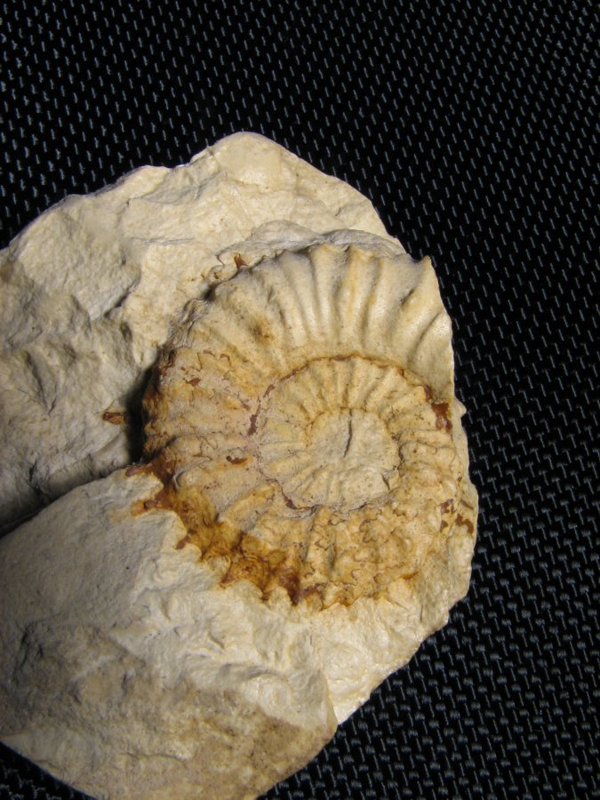 Crioceratites sp.