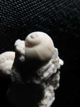 Fossili del calcare della Marmolada