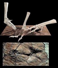 Formazione di un'impronta fossile