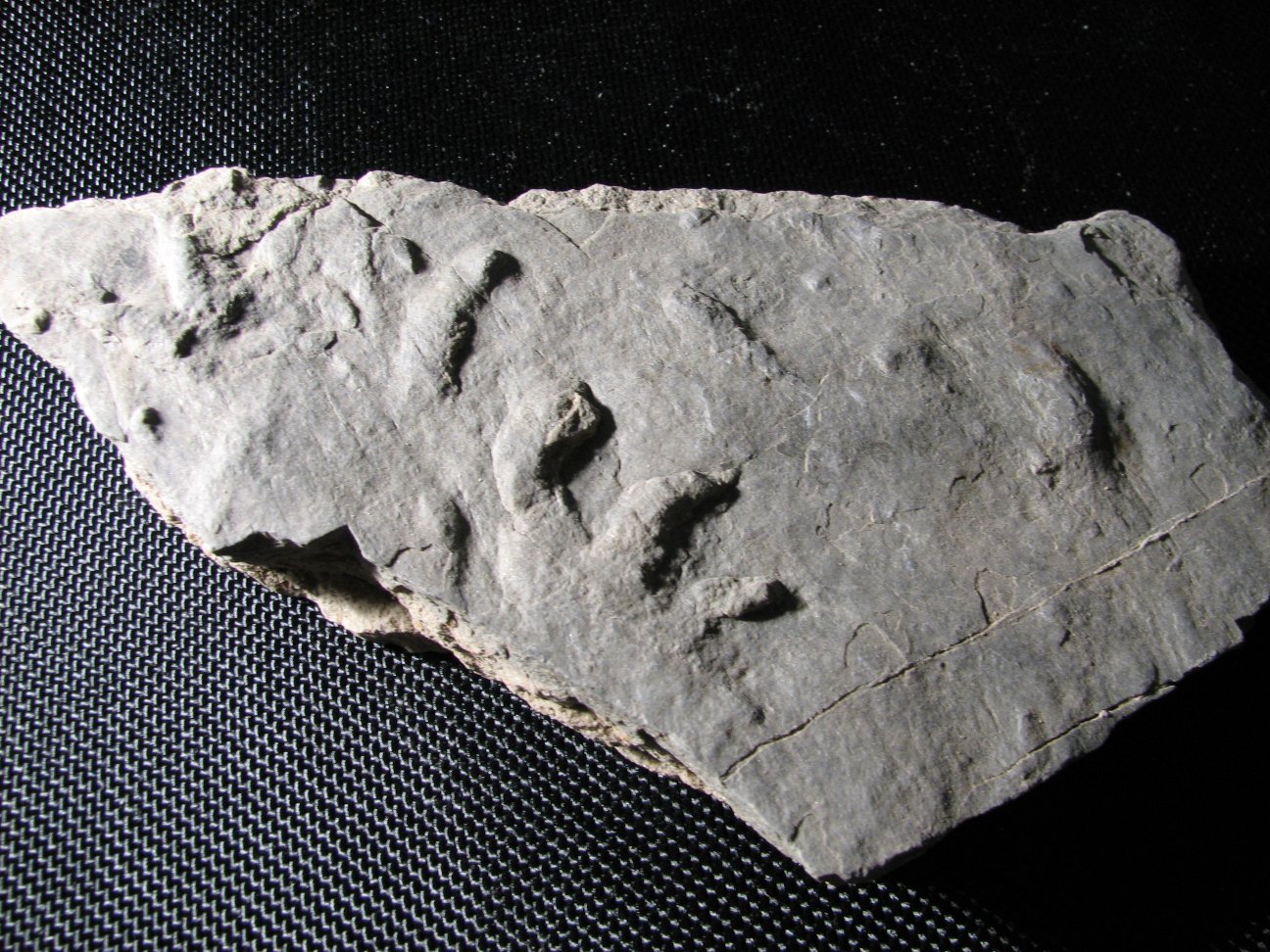 Impronta di Rhynchosauroide