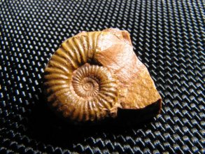 Ammonite fauna nana