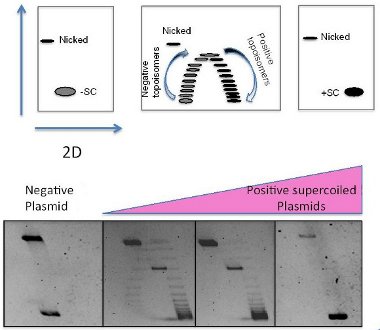 2D electrophoretic separation of - and + supecoiled DNA